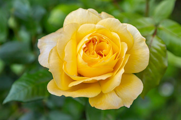 Closeup above view of a yellow rose in garden with shallow depth of field background.