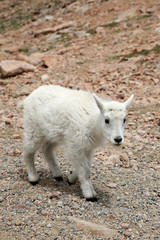 Obraz na płótnie Canvas Baby Mountain Goat on top of the Mount Evans in Colorado
