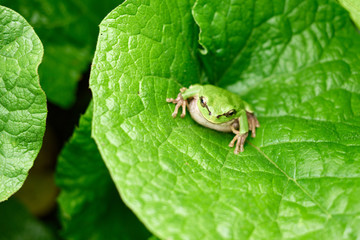 Green frog sitting on a leaf. Common tree frog or arborea (Hyla arborea)