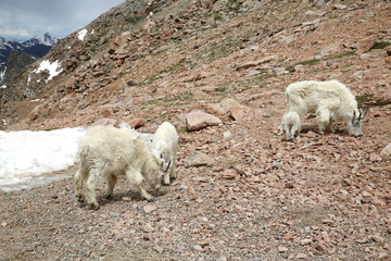 Family of Mountain Goats on top of the Mountain Evans in Colorado