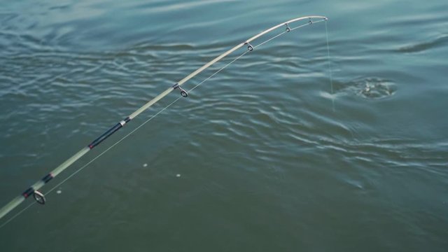 An angler fishes a large strong asp in slow motion