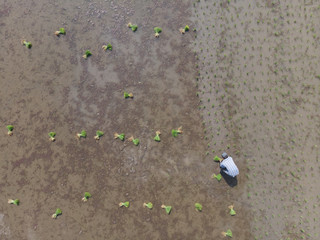 Aerial view of farmers working in rice field plantation.Asia farmers planting on the organic paddy rice farmland.