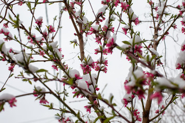Peach Blossoming Branches Covered With Snow