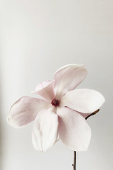 Obraz na płótnie Canvas Beautiful fresh white magnolia flower in full bloom on white background.