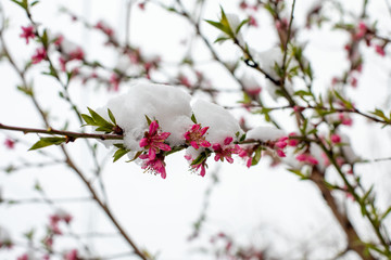 Blossoming branches covered with snow in early spring