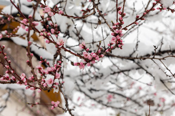 Branches Wirh Blossom Covered With Snow