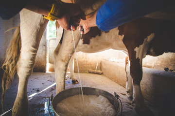 Close up image of a farmer milking a cow by hand - obrazy, fototapety, plakaty