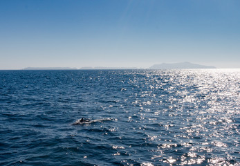 Dolphin Near Ventura County, California 