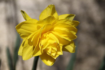 Hybride yellow double petals narcissus 