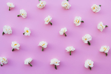 Beautiul fresh white daffodil flowers on pink background.