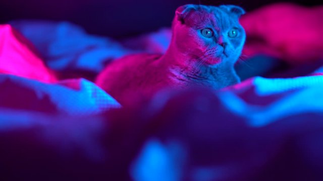 4K Portrait of gray furry playful attentive funny with big eyes cat in fashion style. Studio neon light footage. Luxurious domestic cat on black dark background. Joyful colorful video