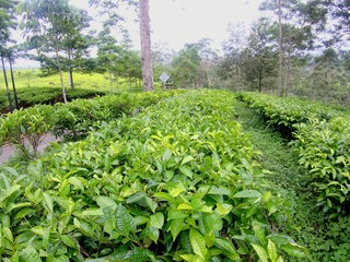 natural scenery of green tea plantations is truly beautiful in view