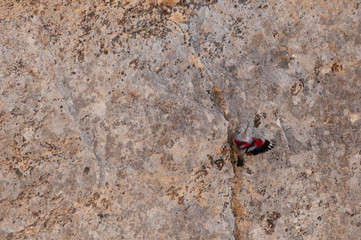 A wallcreeper (Tichodroma muraria) in a rock cliff.