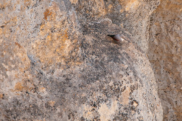 A wallcreeper (Tichodroma muraria) in a rock cliff.