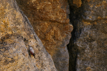 A wallcreeper (Tichodroma muraria) in a rock cliff.