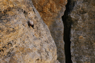 A wallcreeper (Tichodroma muraria) in a rock cliff.