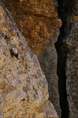 A wallcreeper (Tichodroma muraria) in a rock cliff.