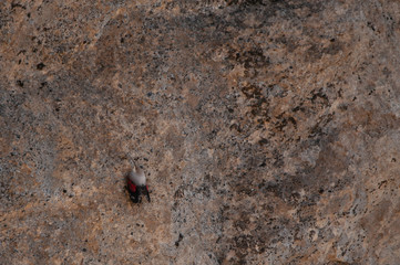 A wallcreeper (Tichodroma muraria) in a rock cliff.