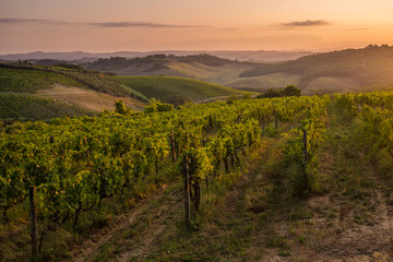 Fototapeta na wymiar Chianti vineyards at sunrise on the hills of Tuscany, Valdelsa, Italy.