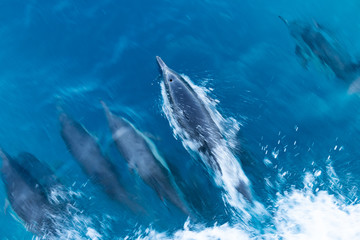 Fototapeta premium Dolphin Near Ventura County, California 