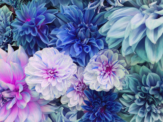 Obraz premium Colorful blue, white and purple dahlia flowers in full bloom.