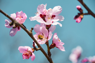 Obraz premium bright pink and white flowers on trees, blooming, spring landscape, beautiful background