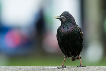 A common starling (Sturnus vulgaris)