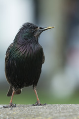 A common starling (Sturnus vulgaris)