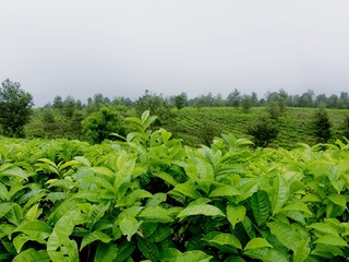 Fototapeta na wymiar natural scenery of green tea plantations is truly beautiful in view