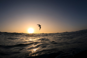 Flying Seagull over the ocean, Sydney Australia