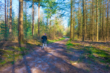 Obraz premium Beech trees in a forest below a blue sky in sunlight in spring