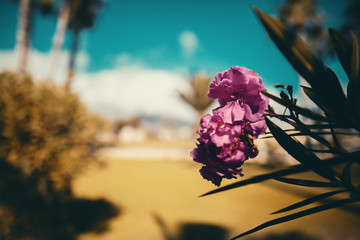 Die Blume