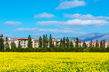Scenic view of a beautiful blooming yellow mustard field in a residential neighborhood.