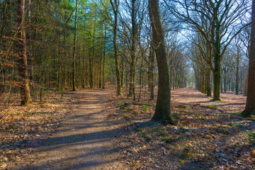 Fototapeta premium Beech trees in a forest below a blue sky in sunlight in spring
