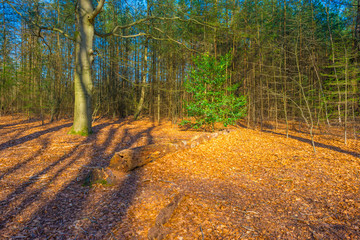 Beech trees in a forest below a blue sky in sunlight in spring