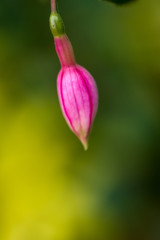 Fuschia Bud