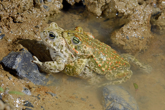 Couple of Natterjack toads / Kreuzkröten-Pärchen (Epidalea calamita, Bufo calamita)