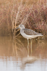 A greenshank (Tringa nebularia) in a wetland