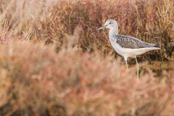 A greenshank (Tringa nebularia) in a wetland