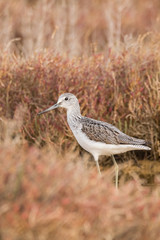 A greenshank (Tringa nebularia) in a wetland