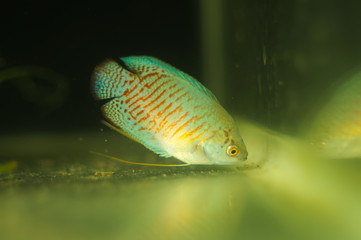 Colisa lalia tropical fish in aquarium