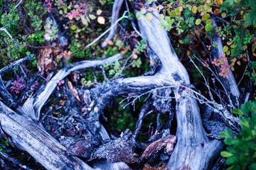 wild autumn forrest, roots of trees in mess background, dark world