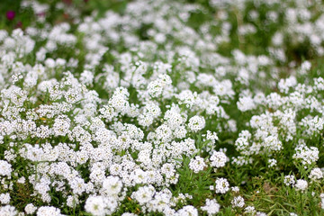 Dainty white flowers in a garden. Selective focus.
