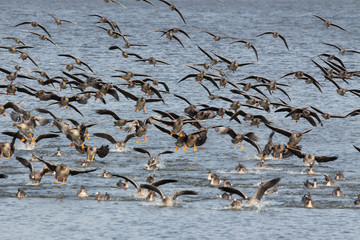  Flock of geese in flight © Mariusz