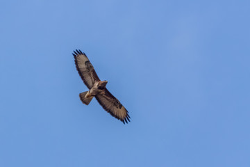 Fototapeta na wymiar Common Buzzard hunting in the sky