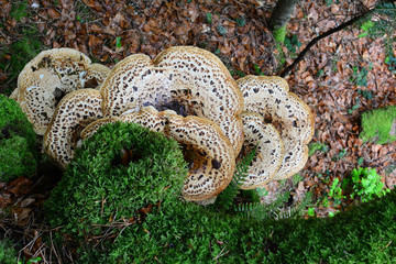 Naklejka premium Dryad's Saddle mushroom and moss on old beech tree, top view