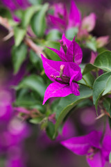 Closeup of a bougainvillea plant with purple flowers