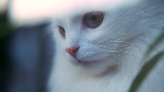 Extrime close up view nice white cat yawning looking around near greenery. Animal, kitten, feline.