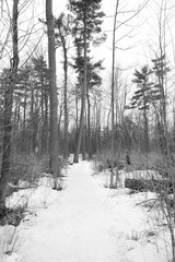 A forest on a spring day