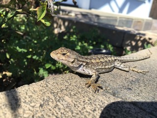 lizard loungin